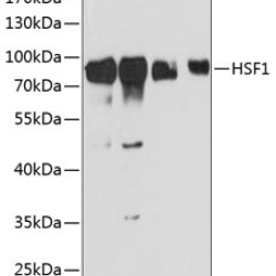 HSF1 Rabbit pAb