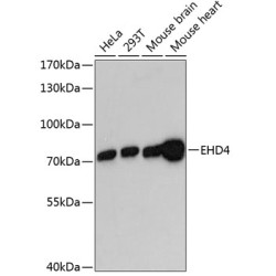 EHD4 Rabbit pAb