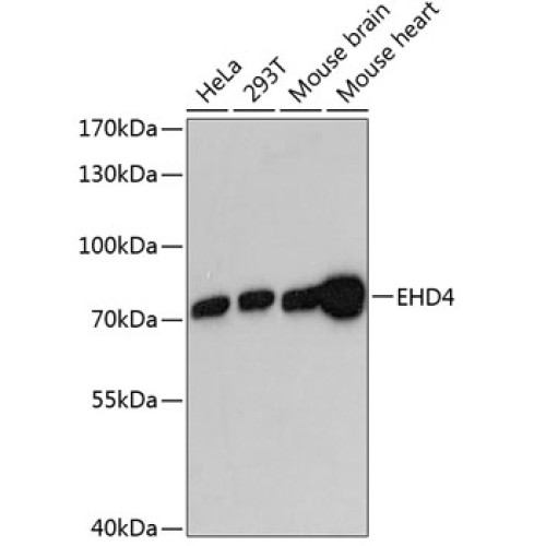 EHD4 Rabbit pAb