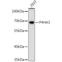 P4HA3 Rabbit pAb