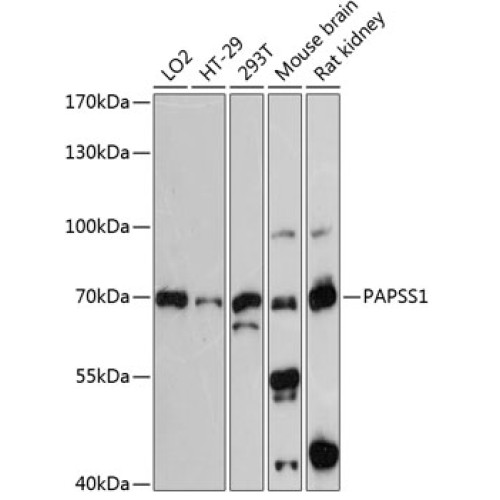 PAPSS1 Rabbit pAb