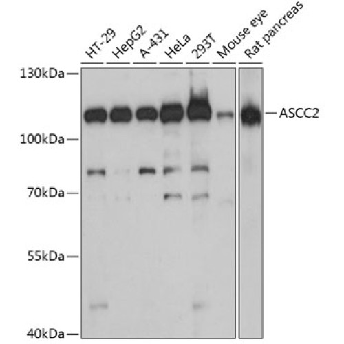 ASCC2 Rabbit pAb