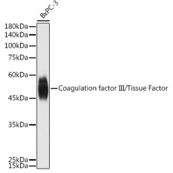 Coagulation factor III/Tissue Factor Rabbit pAb