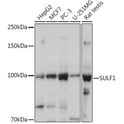SULF1 Rabbit pAb