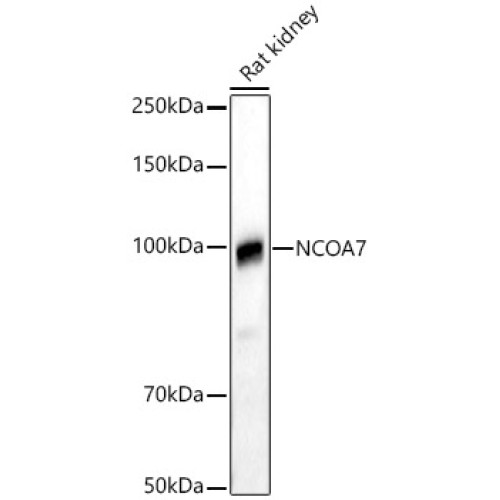 NCOA7 Rabbit pAb