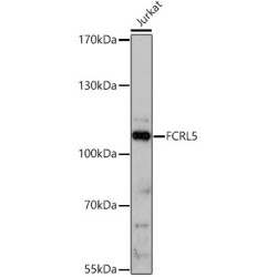FCRL5 Rabbit pAb
