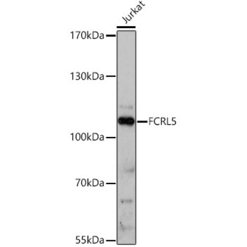 FCRL5 Rabbit pAb