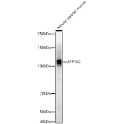ATP1A2 Rabbit pAb