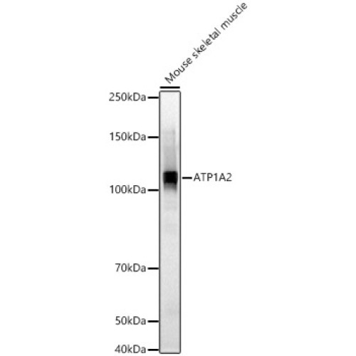 ATP1A2 Rabbit pAb