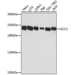 GCC2 Rabbit pAb