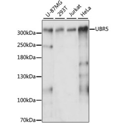 UBR5 Rabbit pAb