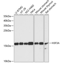 Histone H3.3 Rabbit pAb