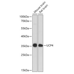 SLC25A27 Rabbit pAb