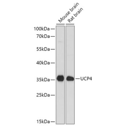 SLC25A27 Rabbit pAb