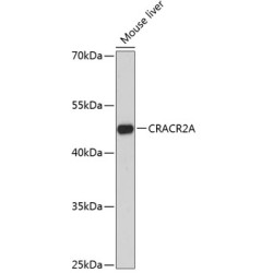 CRACR2A Rabbit pAb