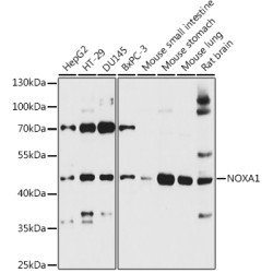 NOXA1 Rabbit pAb