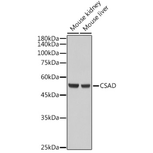 CSAD Rabbit pAb