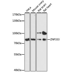 ZNF333 Rabbit pAb