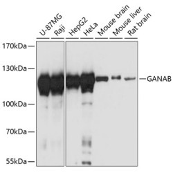 GANAB Rabbit pAb