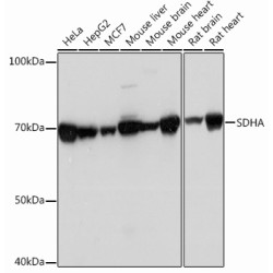 SDHA Rabbit mAb
