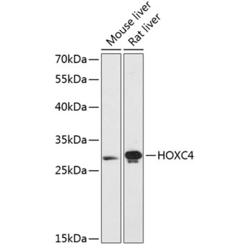 HOXC4 Rabbit pAb