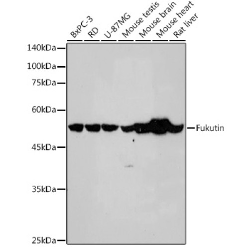 Fukutin Rabbit mAb