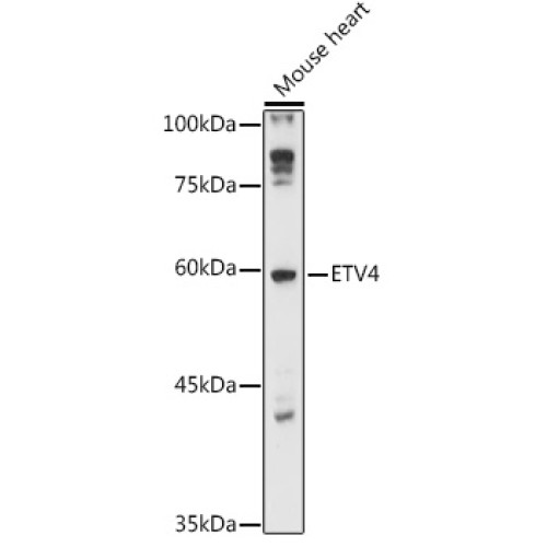 ETV4 Rabbit pAb