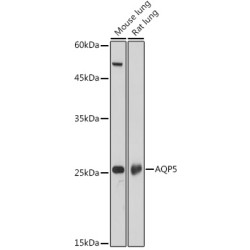 AQP5 Rabbit pAb