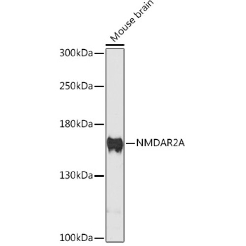 NMDAR2A Rabbit pAb
