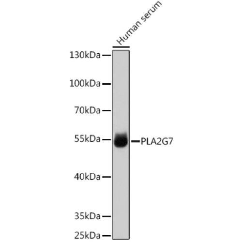 PLA2G7 Rabbit pAb