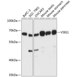 VSIG1 Rabbit pAb