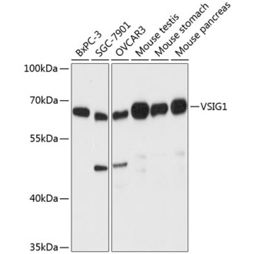 VSIG1 Rabbit pAb