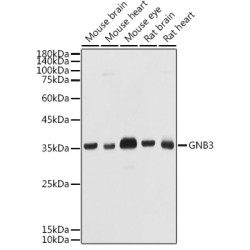 GNB3 Rabbit pAb