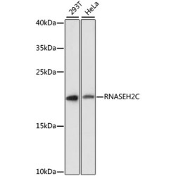 RNASEH2C Rabbit pAb