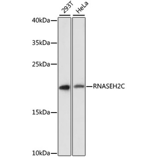 RNASEH2C Rabbit pAb