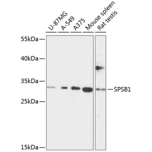 SPSB1 Rabbit pAb