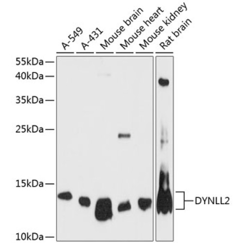 DYNLL2 Rabbit pAb