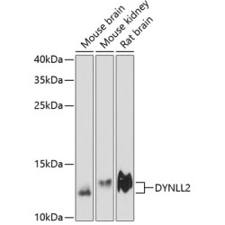 DYNLL2 Rabbit pAb
