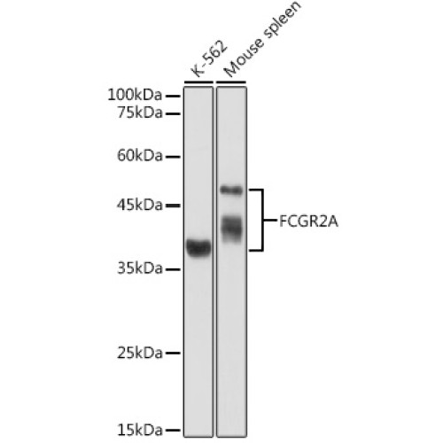 FCGR2A Rabbit pAb