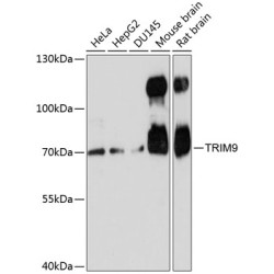 TRIM9 Rabbit pAb