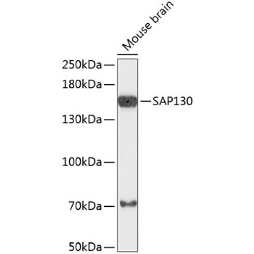 SAP130 Rabbit pAb