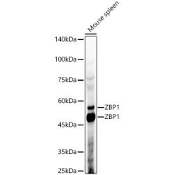 ZBP1 Rabbit pAb