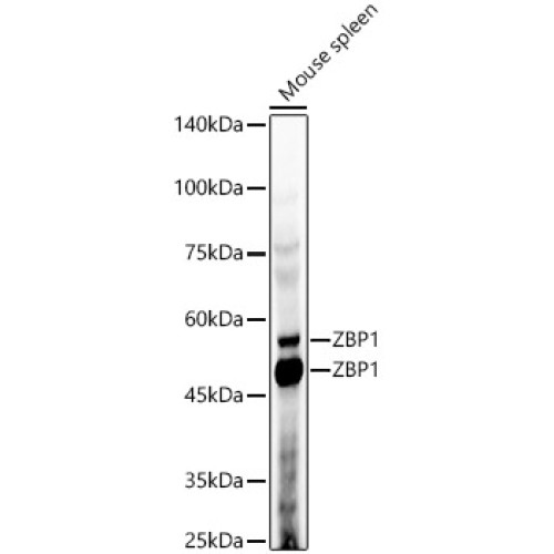 ZBP1 Rabbit pAb