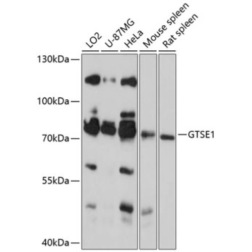 GTSE1 Rabbit pAb