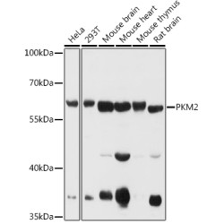 PKM1/2 Rabbit pAb