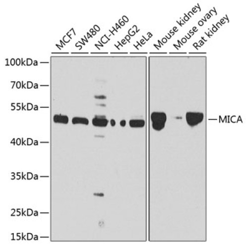 MICA Rabbit pAb