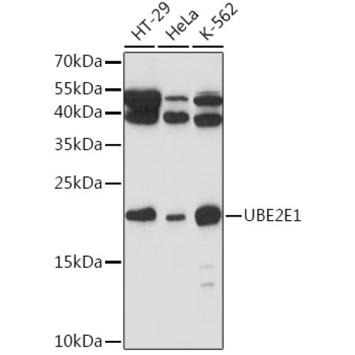 UBE2E1 Rabbit pAb