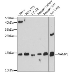 VAMP8 Rabbit pAb