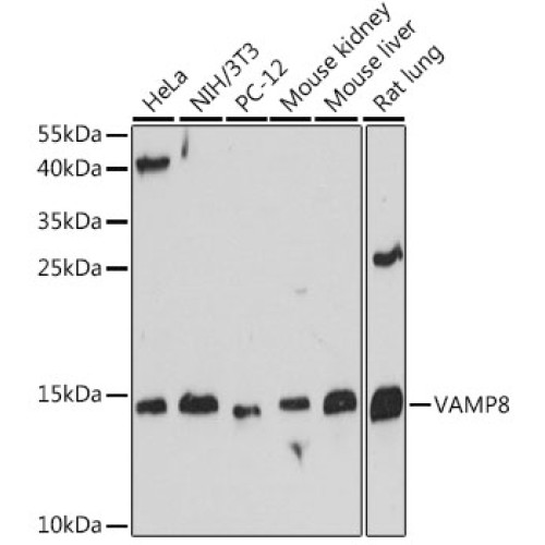 VAMP8 Rabbit pAb