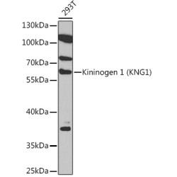 Kininogen 1 (KNG1) Rabbit pAb